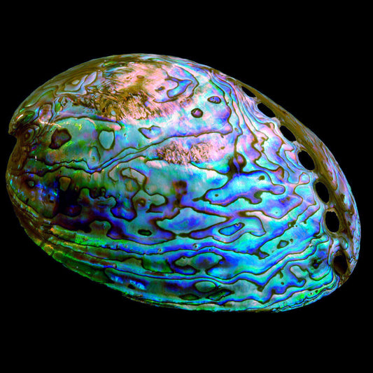 Polished Pāua Shell